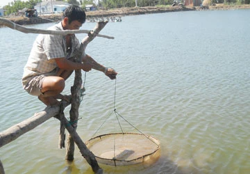 Vẫn chưa biết lý do tôm chết ảnh 1