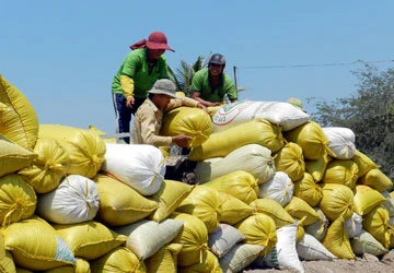 Lúa nằm đồng chờ thu mua tạm trữ ảnh 1 Lúa nằm đồng chờ thu mua tạm trữ ảnh 1