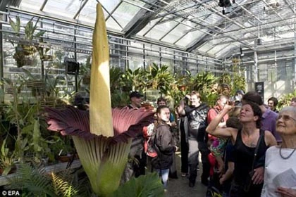 Chiêm ngưỡng “hoa tử thi” khổng lồ 75 năm mới nở ảnh 3