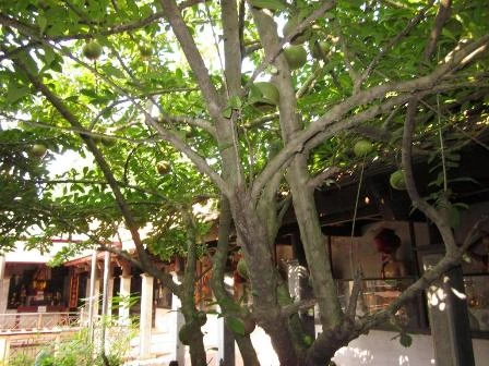 Thăm ngôi chùa cổ hơn 900 năm tuổi ảnh 5