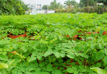 Ăn rau chùm ngây tốt cho sức khỏe ảnh 1 Ăn rau chùm ngây tốt cho sức khỏe ảnh 1