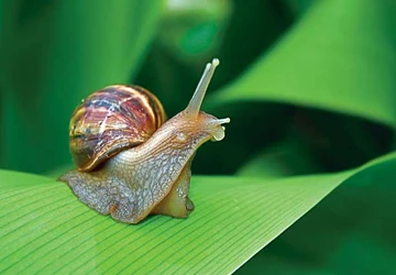 Ăn ốc sên bổ sung chất nhờn cho khớp? ảnh 1