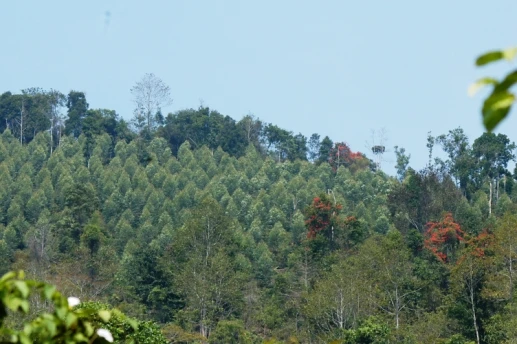 Quảng Nam hào phóng “cho không” đất trồng rừng ảnh 3