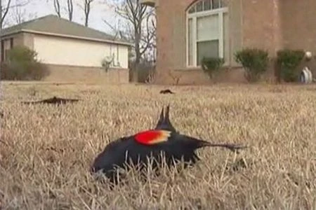 “Mưa chim chết” bí ẩn ở Mỹ ảnh 2