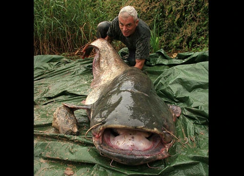 Săn cá trê khổng lồ dài 2,3m ảnh 2