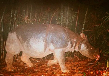 Sừng tê giác không có ích gì cho việc chữa bệnh ảnh 1