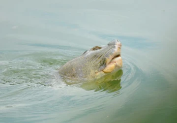 Năm 2010, cụ Rùa nổi lên đến 134 lần ảnh 1