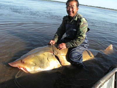 Bắt được quái ngư dài 3 mét trên sông Hắc Long Giang ảnh 1 Bắt được quái ngư dài 3 mét trên sông Hắc Long Giang ảnh 1