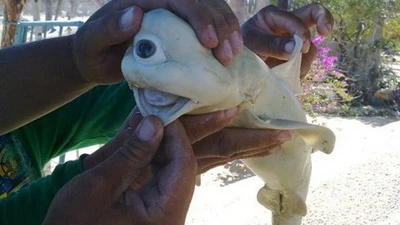 Chuyện khoa học kỳ quái nhất 2011 ảnh 9