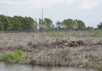 Điều tra vụ phá 26 ha đước ở Bến Tre ảnh 1