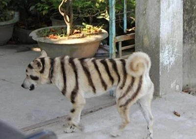 Đổ xô xem chó "hóa cọp" ảnh 1 Đổ xô xem chó "hóa cọp" ảnh 1