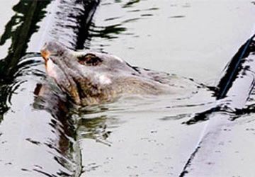 Cụ rùa hồ Gươm gặm ống ngầm ảnh 1