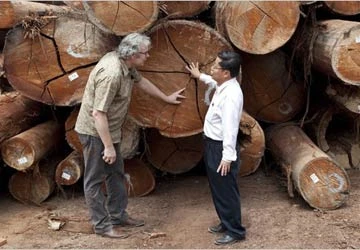 EU ngăn chặn gỗ lậu nhập khẩu ảnh 1