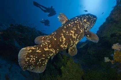 Cận cảnh những "hóa thạch sống" ảnh 4