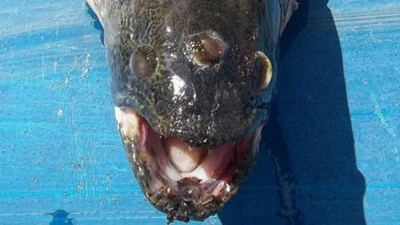 Chuyện khoa học kỳ quái nhất 2011 ảnh 4