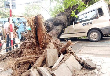 Hà Nội: Mưa to, một số cây cổ thụ đổ gục ảnh 3