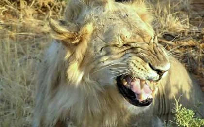 Những kẻ ăn thịt người đáng sợ nhất ảnh 6 Những kẻ ăn thịt người đáng sợ nhất ảnh 6