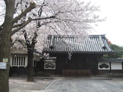 Ngắm hoa anh đào dưới chân Phú Sĩ ảnh 5