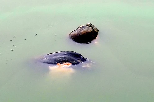 Rùa hồ Gươm uể oải bơi trước ngày được chữa bệnh ảnh 7