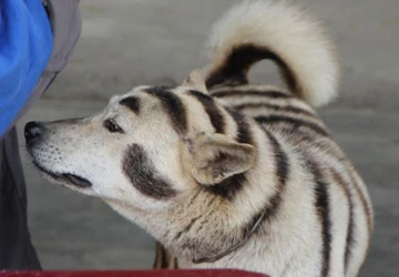 Đổ xô xem chó "hóa cọp" ảnh 2 Đổ xô xem chó "hóa cọp" ảnh 2