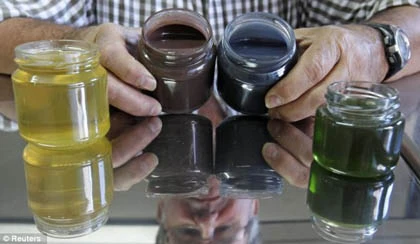 Đàn ong cho mật có màu xanh lạ thường ảnh 2