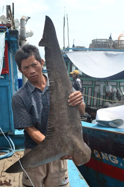 Một tàu cá Quảng Ngãi săn được 40 con cá mập ảnh 7