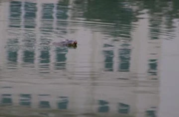 Háo hức xem cụ rùa Hồ Gươm nổi đầu năm ảnh 1