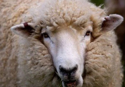 Tai nạn kiểu Úc: cừu rơi trúng đầu khi lái xe ảnh 1