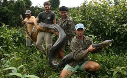 Xem các nhà nghiên cứu "vật nhau" với trăn khổng lồ ảnh 1