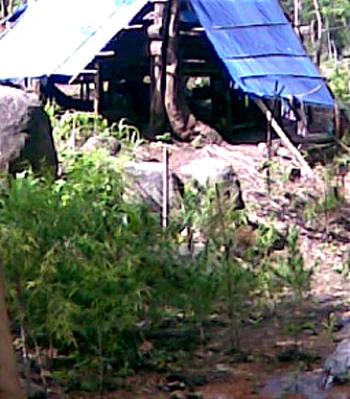 Đột nhập “lãnh địa” cần sa- Kỳ cuối: Cõng xăng lên núi đốt cần sa ảnh 4