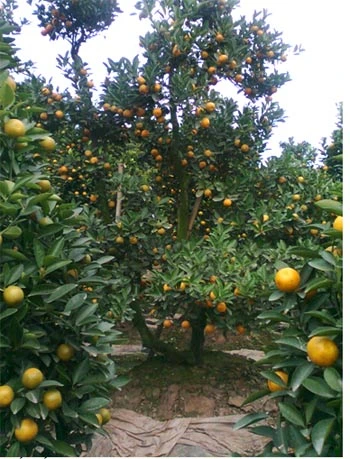 Quất Tết lên mã, được giá, nhà vườn thắng lớn ảnh 2