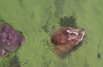 Cụ Rùa lại nổi khi trời hửng nắng ảnh 4