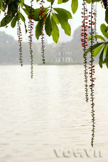 Lộc vừng già hồ Gươm lại trổ hoa ảnh 7