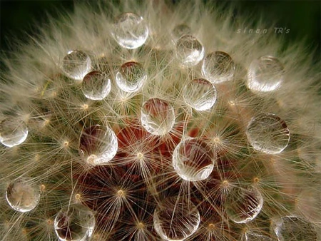 Ấn tượng về sự tinh khiết qua bộ ảnh chụp sương sớm ảnh 3