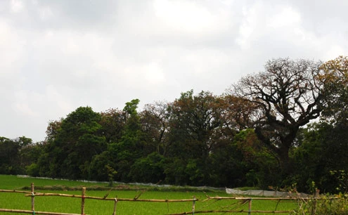 Rừng lộc vừng 500 tuổi ở Huế ảnh 1