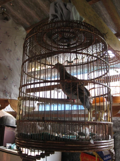 Hồi hộp chuyện gác cu ảnh 2