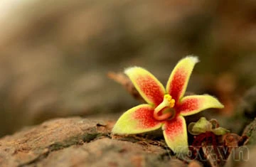 Lộc vừng già hồ Gươm lại trổ hoa ảnh 13