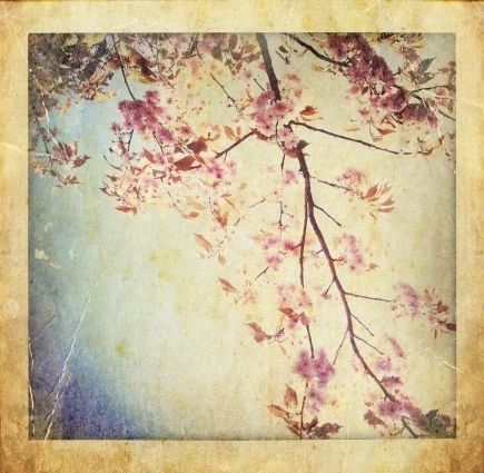 Những bức ảnh chuyển mùa đẹp ấn tượng chụp bằng iPhone ảnh 3