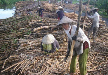 Nghịch lý ở U Minh Hạ - Bài 1: Dân trồng rừng oằn lưng gánh phí ảnh 1