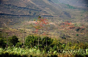 Tháng 3, hoa Gạo nở trên cao nguyên đá ảnh 1 Tháng 3, hoa Gạo nở trên cao nguyên đá ảnh 1