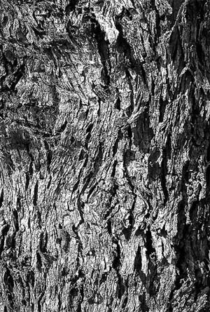 Ảnh đen trắng chụp sao cho ấn tượng ảnh 4