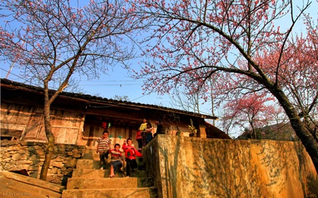 Hà Giang: Những nẻo đường hoa ảnh 2