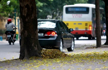 Hà Nội mùa lá bay ảnh 3