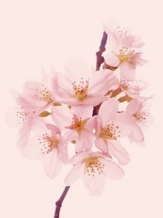 Những bức ảnh chuyển mùa đẹp ấn tượng chụp bằng iPhone ảnh 6