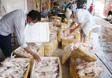 Heo lậu từ lò ra chợ ảnh 1