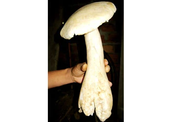 Tai nấm mối khổng lồ ảnh 1