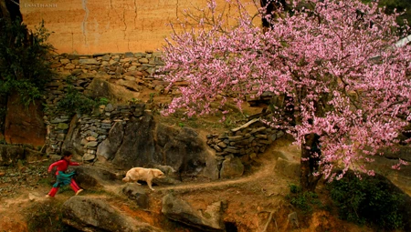 Hà Giang: Những nẻo đường hoa ảnh 4