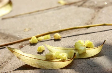 Hà Nội mùa lá bay ảnh 8