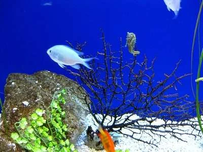 Download bộ hình nền chủ đề “Cuộc sống đại dương” ảnh 13