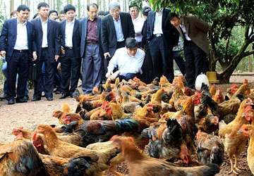 Chưa phát hiện H7N9 trên gia cầm ảnh 1